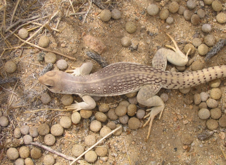 Desert Iguana